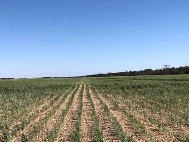 Se buscará beneficiar con la estimulación de lluvia al campo Victorense.