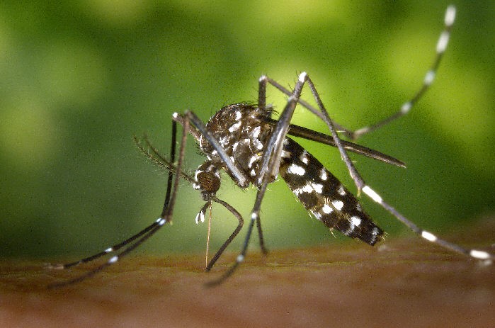 Se registran en Tamaulipas 70 casos de dengue.