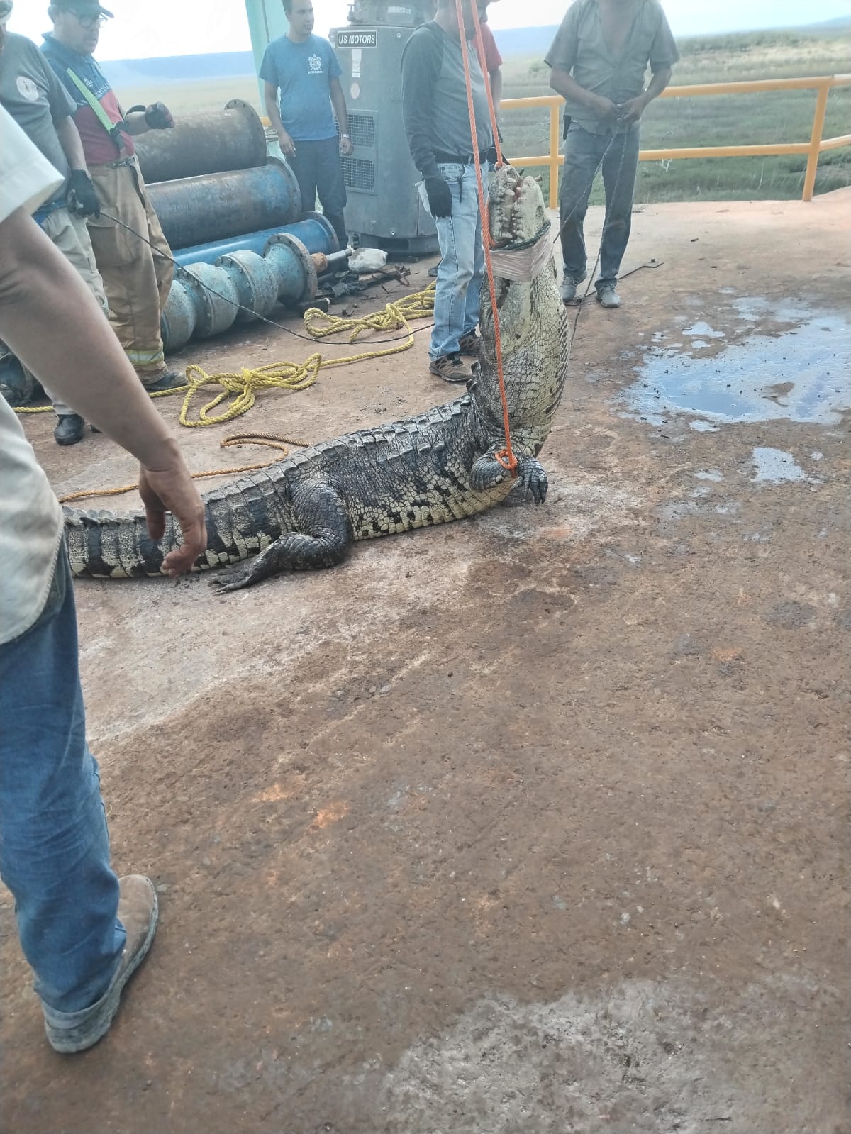 Protección Civil rescató a un cocodrilo de casi 4 metros.