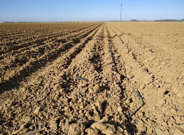 Debido a la sequía hay hectáreas que se han quedado sin sembrar en el campo Victorense.