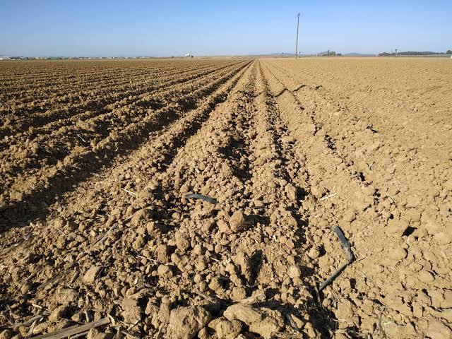 Debido a la sequía hay hectáreas que se han quedado sin sembrar en el campo Victorense.