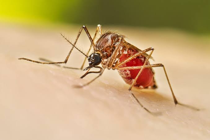 En Tamaulipas se han registrado 10 defunciones por dengue.