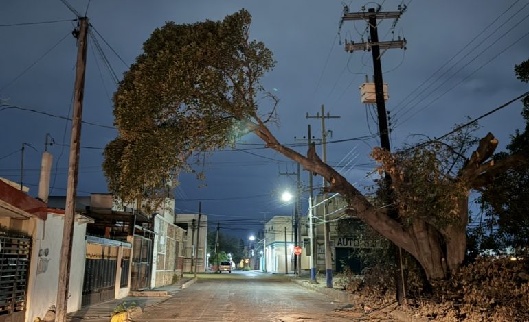 En Ciudad Victoria hay un árbol muy ladeado que representa un riesgo para la ciudadanía.