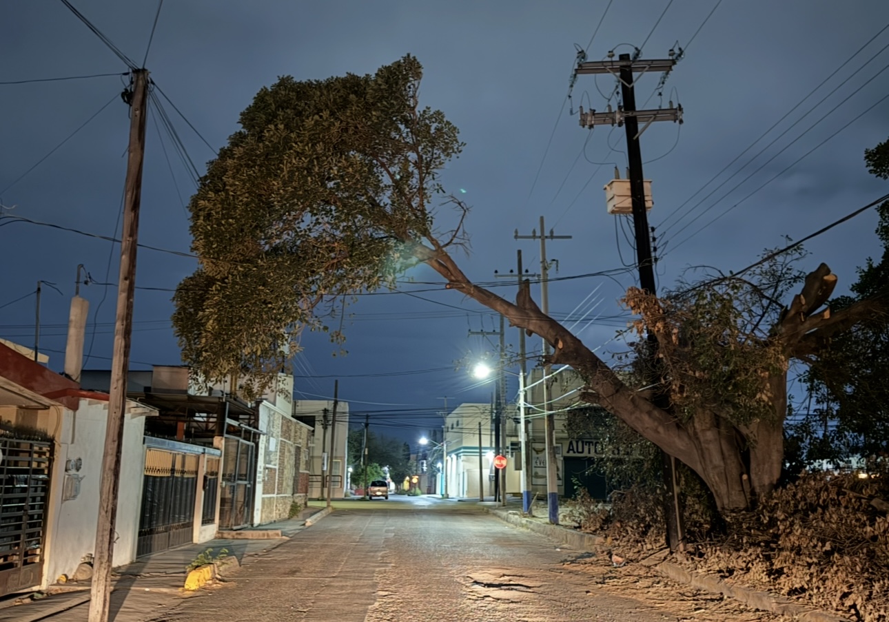 En Ciudad Victoria hay un árbol muy ladeado que representa un riesgo para la ciudadanía.
