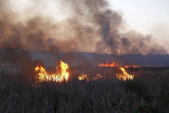 En el campo Victorense se han quemado alrededor de 50 hectáreas por incendios de zacatales.