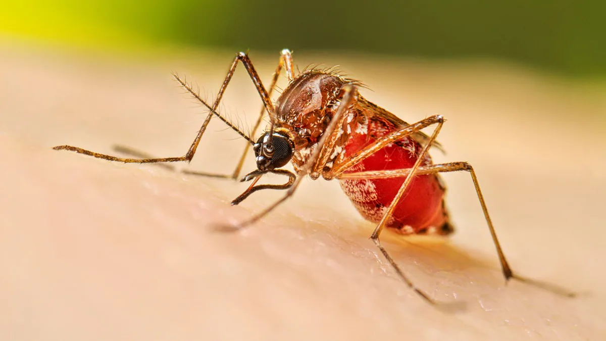 En lo que va del presente año se han registrado 88 casos de dengue en Tamaulipas.